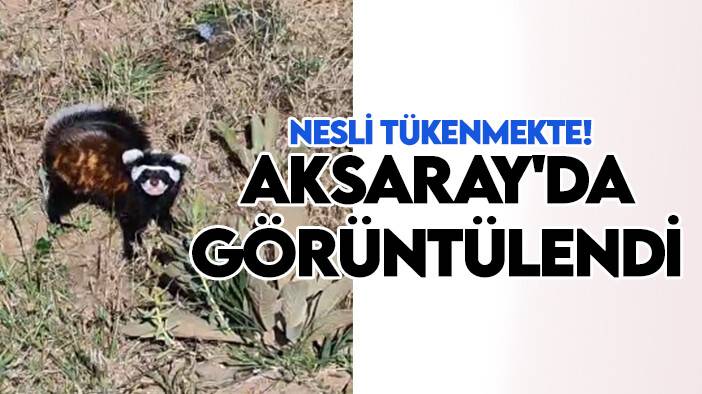 Nesli tükenmekte! Aksaray'da görüntülendi