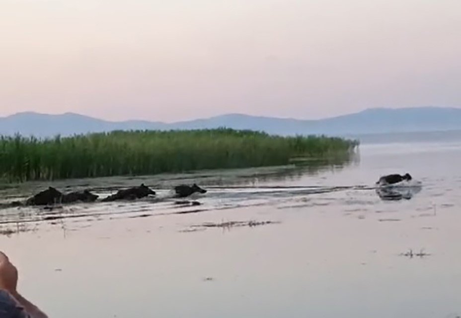 Sazlık içindeki yaban domuz sürüsü görüntüledi