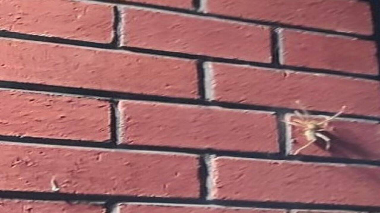 Konya'nın komşu ilinde "Sarıkız Örümceği" görüldü