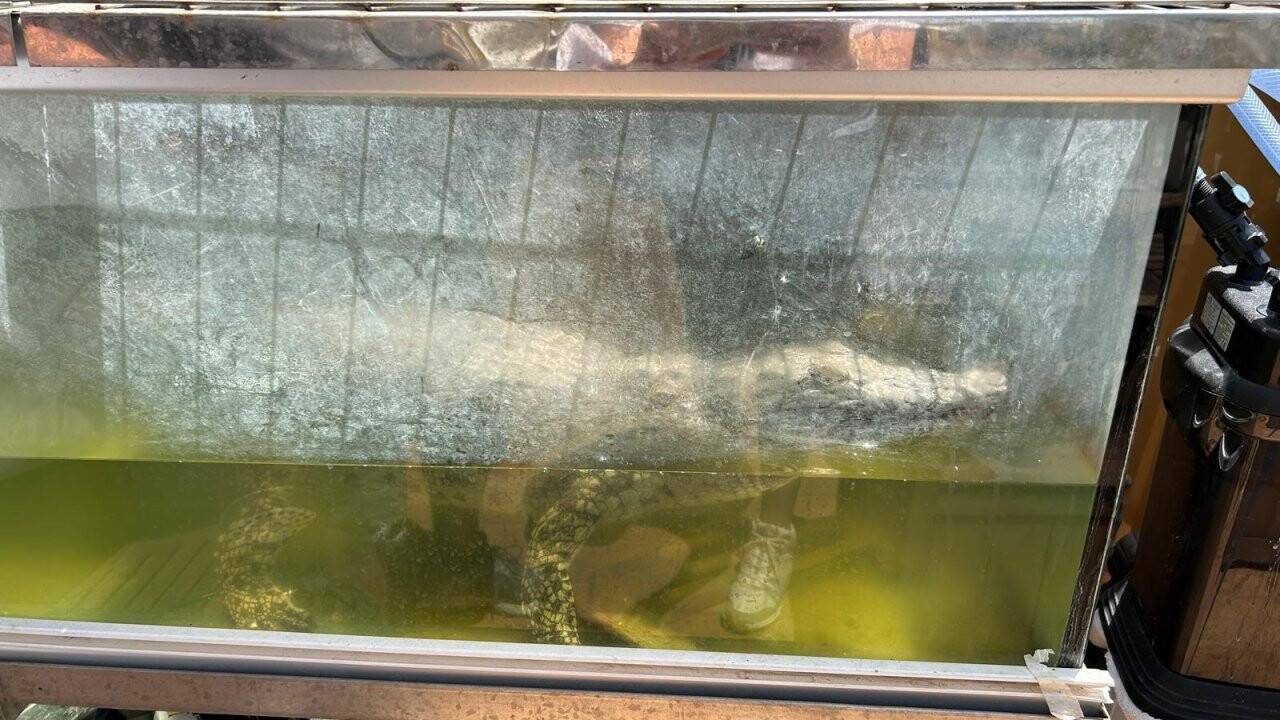 İstanbul'da boyu 1.5 metre timsah yakalandı! Evde timsah besliyor!