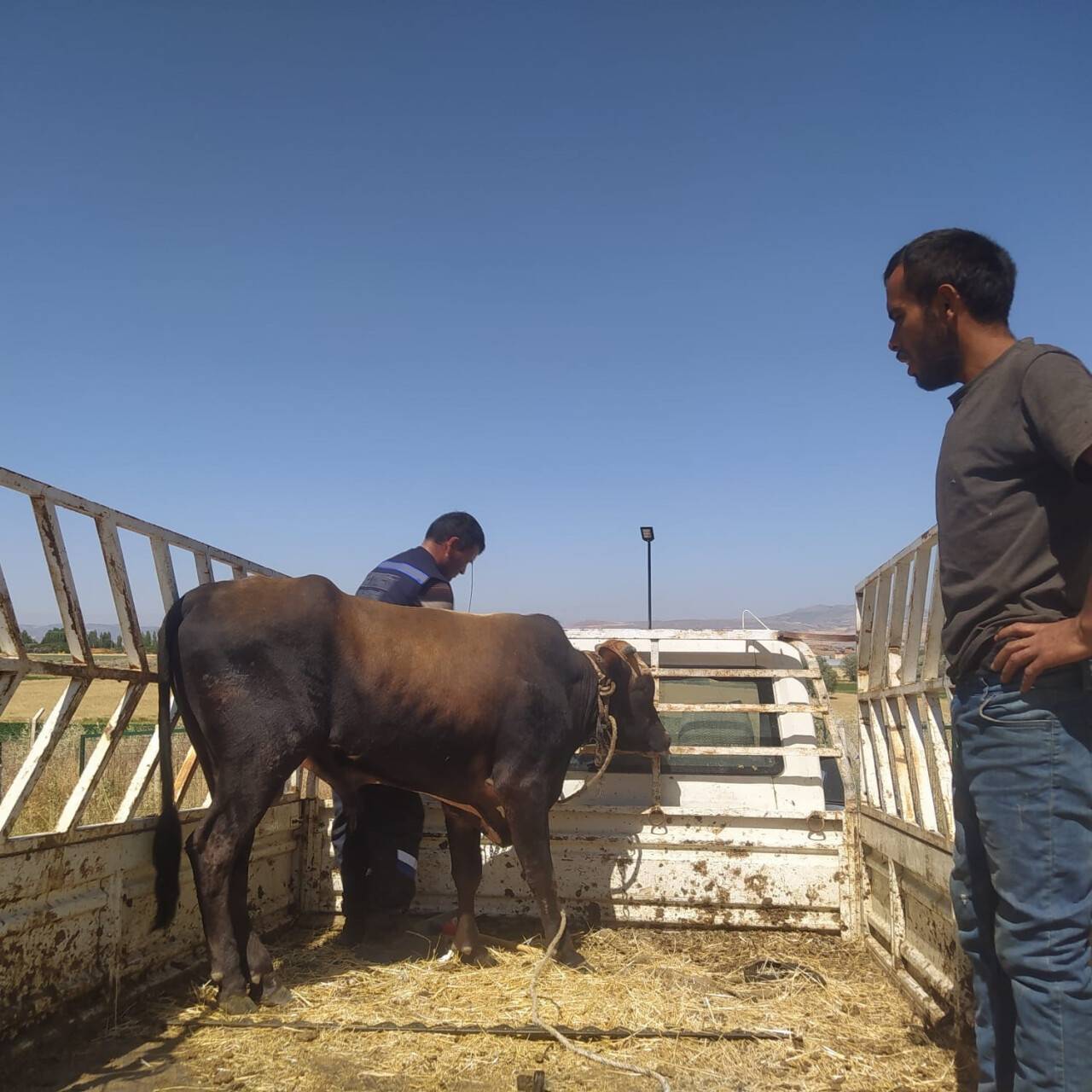 Bir haftadır kaçan kurban yakalandı