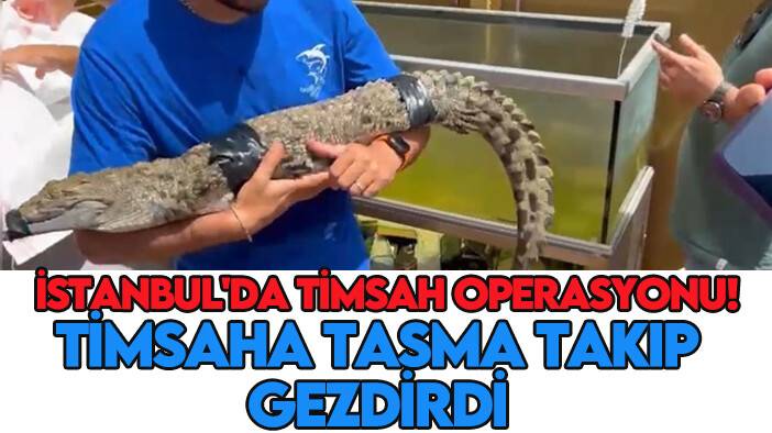 İstanbul'da timsah operasyonu: Timsahı tasma takıp gezdirdi