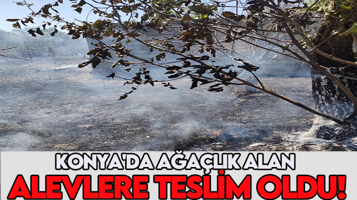 Konya'da ağaçlık alan alevlere teslim oldu!