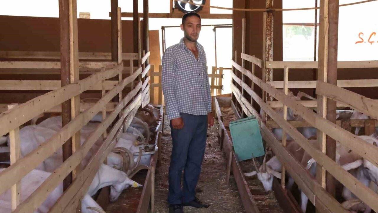 Sivas’ta sokak köpekleri dehşet saçtı