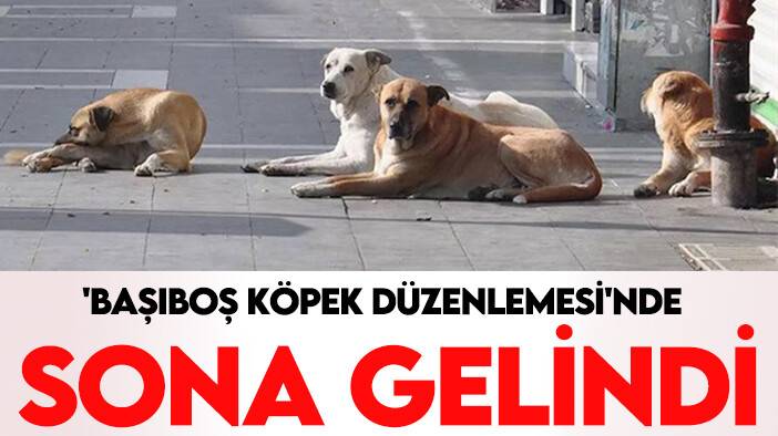'Başıboş köpek düzenlemesi'nde sona gelindi