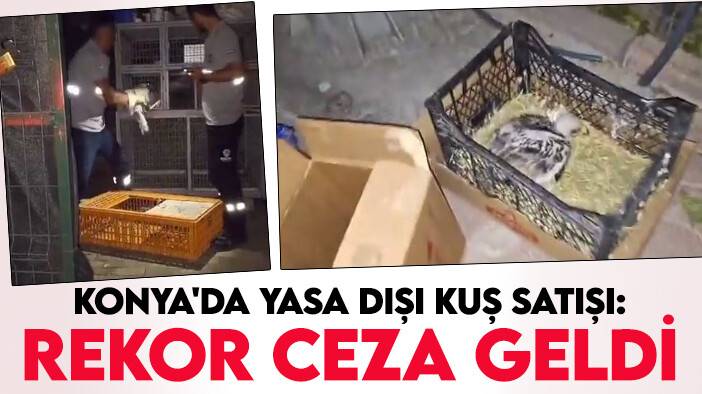 Konya'da yasa dışı kuş satışı: Rekor ceza geldi