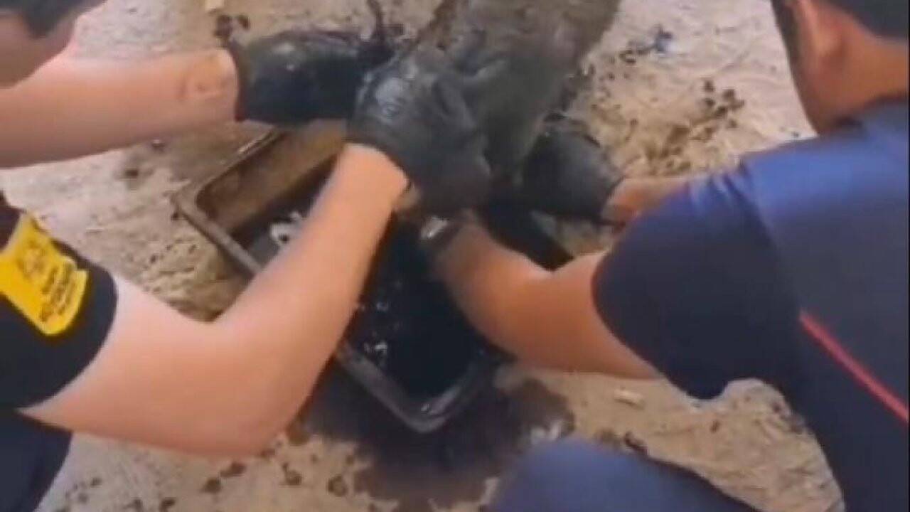 Konya'da ziftte mahsur kalan 2 yavru köpek kurtarıldı