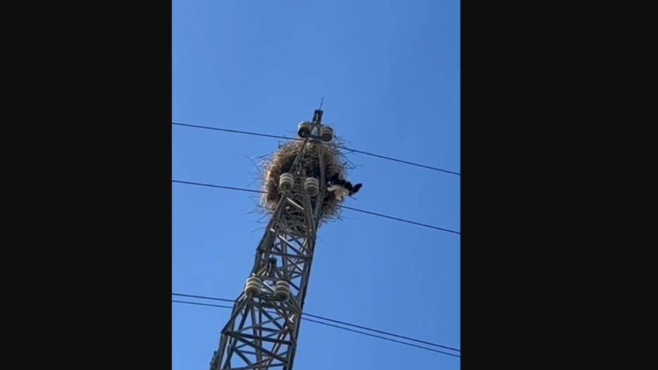 Leylekler elektrik direğinde mahsur kaldı! 1 saat sonra kurtarıldı