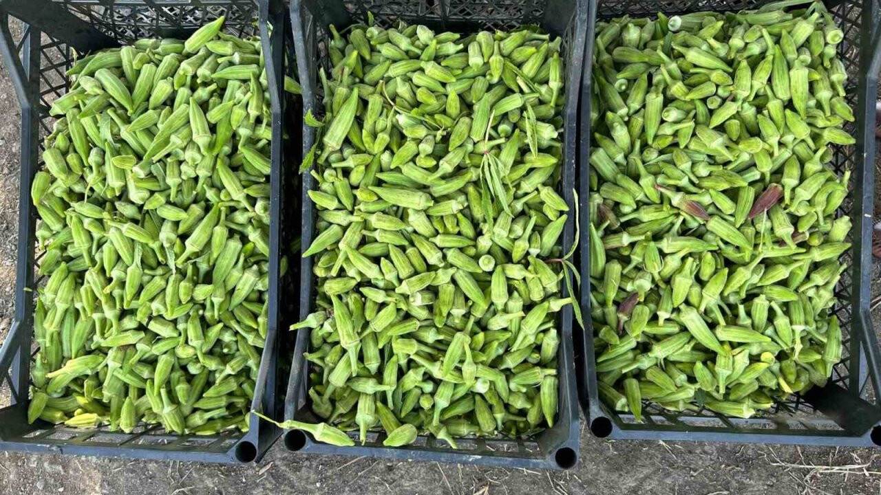 Türkiye’nin bamya üretim merkezi! 70 liradan alıcı buluyor