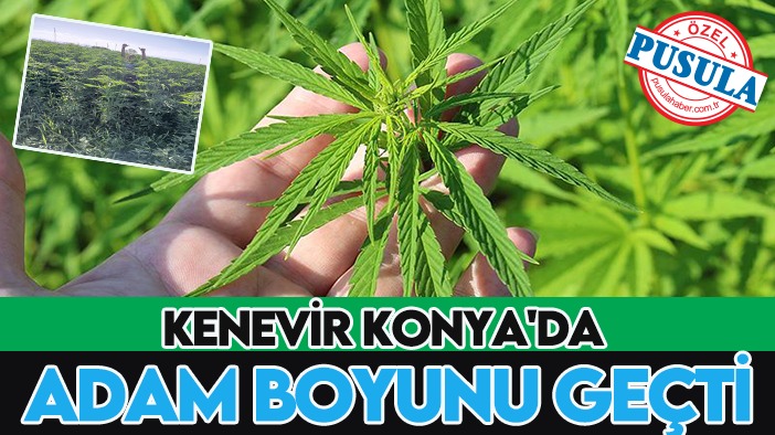 Kenevir Konya'da adam boyunu geçti