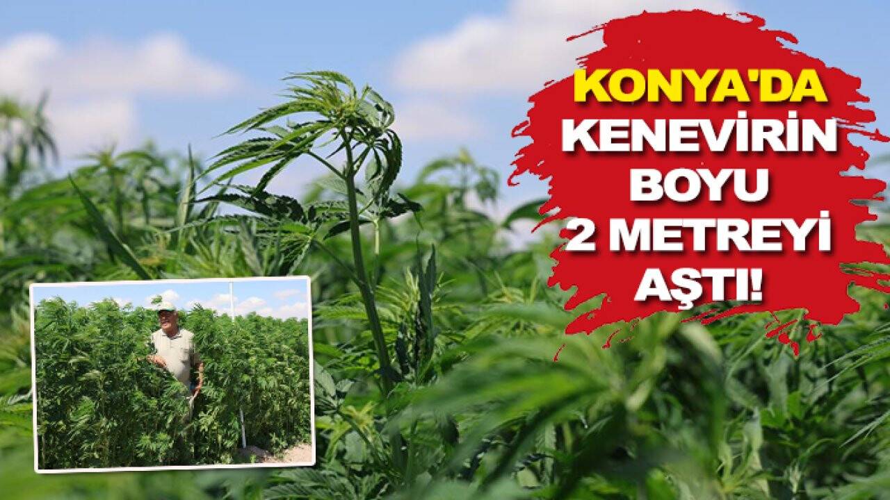Konya'da kenevirin boyu 2 metreyi aştı! İşte o görüntüler...