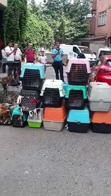 İstanbul'da depoya istiflenmiş 85 kedi bulundu!