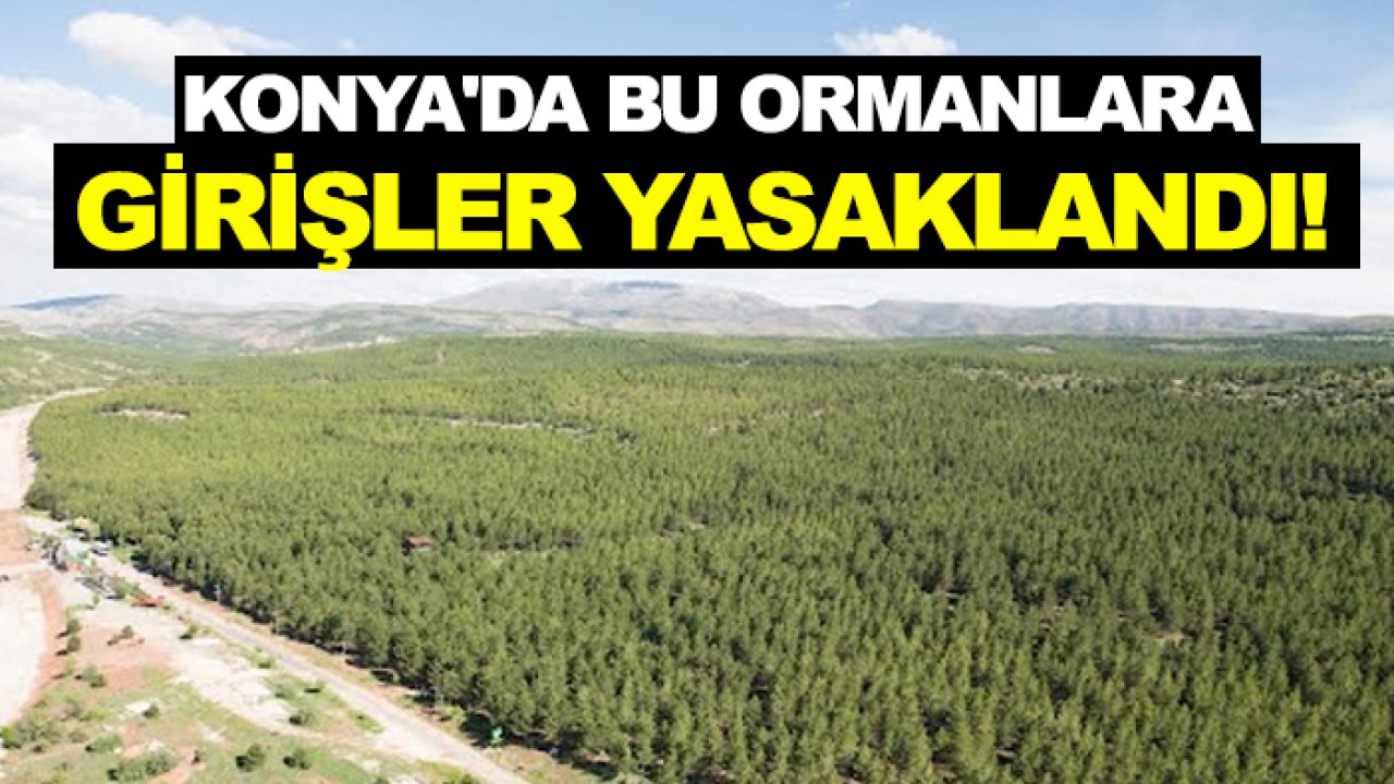 Valilik açıkladı: Konya'da bu ormanlara girişler yasaklandı! İşte liste...