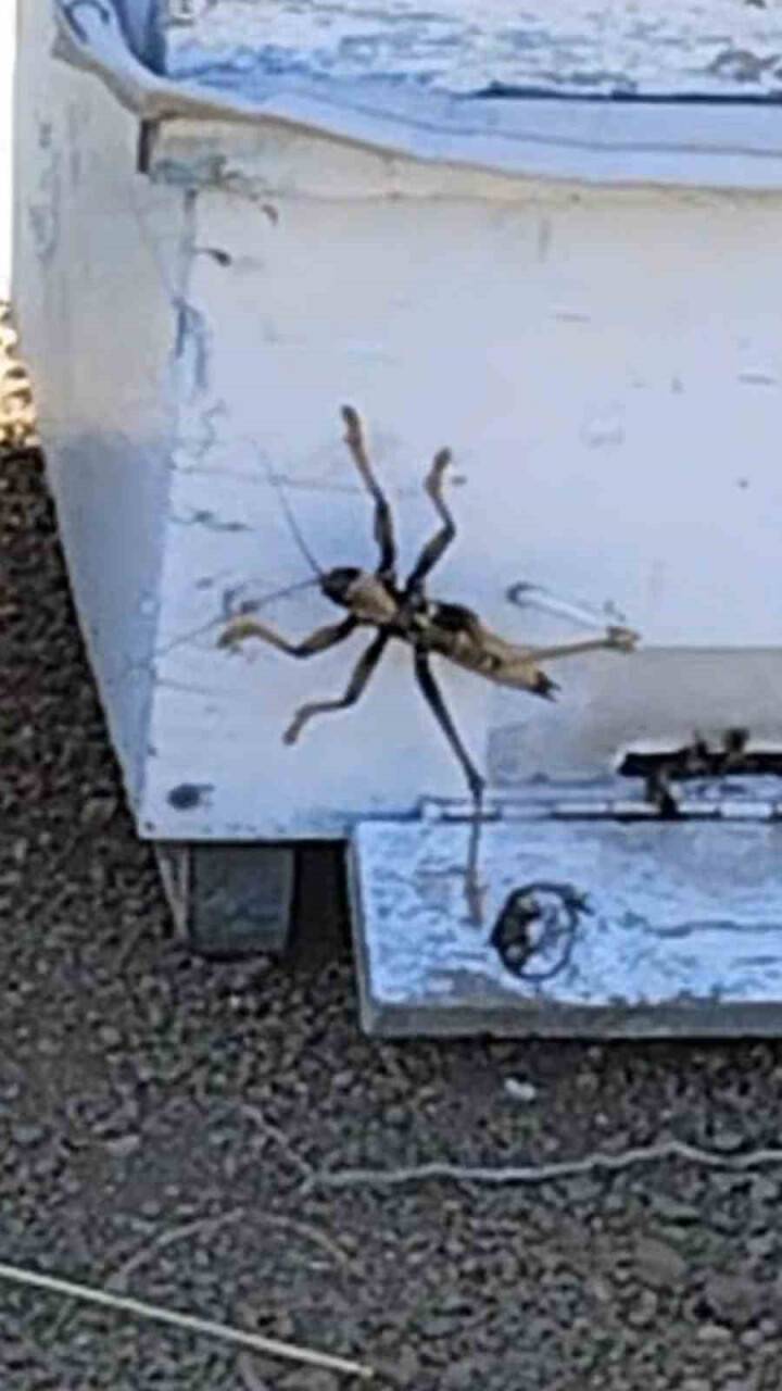 Elazığ’da et yiyen dev çekirge görüntülendi!