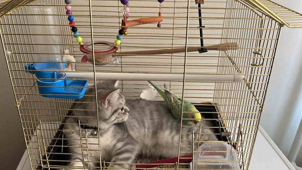 Avla avcı aynı kafesi paylaşıyor arkadaşlıkları insanlığa örnek oluyor