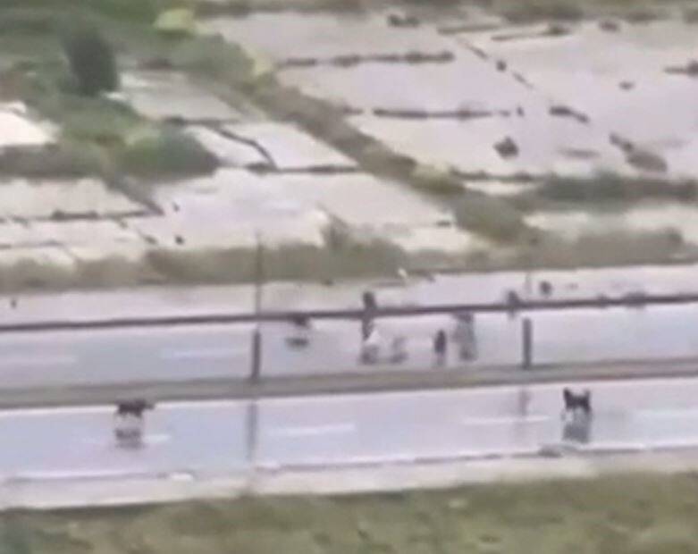 Sokak köpekleri adama saldırdı