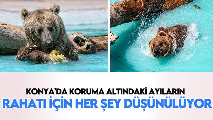 Konya'da koruma altındaki ayıların rahatı için her şey düşünülüyor