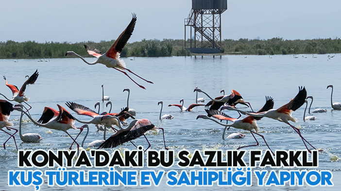 Konya'daki bu sazlık farklı kuş türlerine ev sahipliği yapıyor