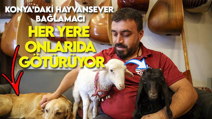 Konya'daki bağlama ustasının yoldaşı, kuzu, köpek ve oğlak oldu