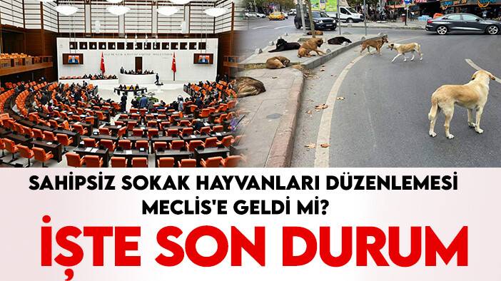 Sahipsiz sokak hayvanları düzenlemesi Meclis'e geldi mi, ne zaman çıkacak? İşte son durum