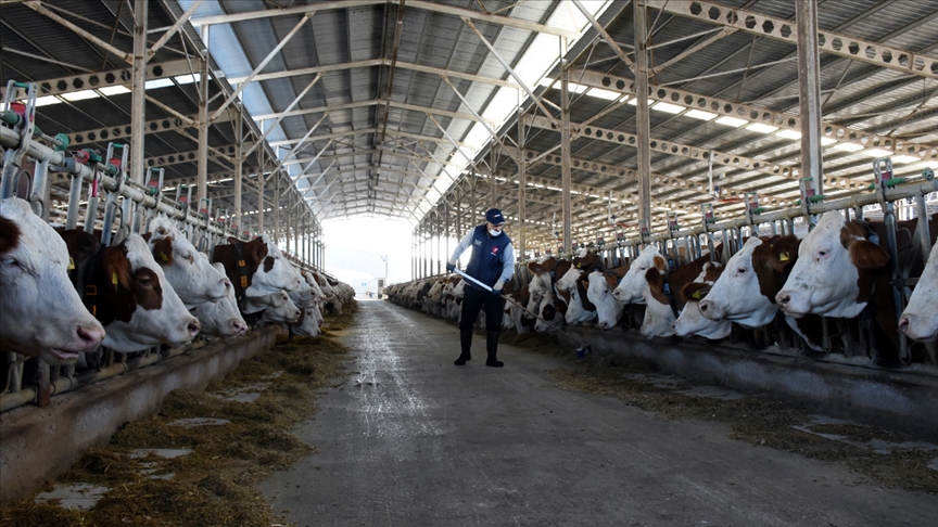 Türkiye'de inek sütü üretimi rekor seviyeye ulaştı