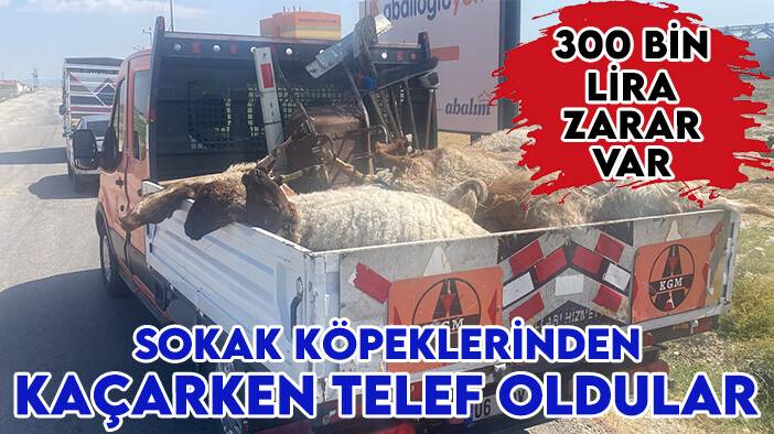 Sokak köpeklerinden kaçarken telef oldular: Konya'daki besici 300 bin lira zararda!