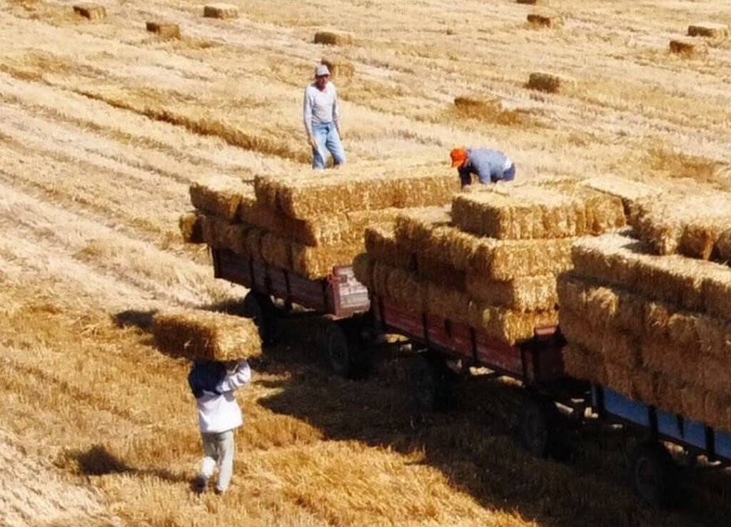 Kırıkkale'de balya işçilerinin 38 derece sıcaklıkta zorlu mesaisi