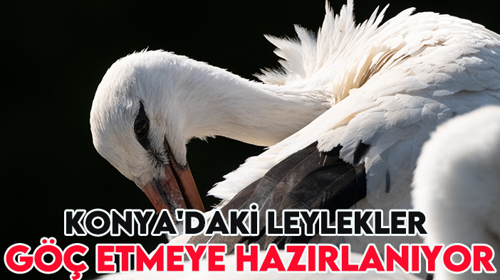 Konya'daki leylekler göç etmeye hazırlanıyor