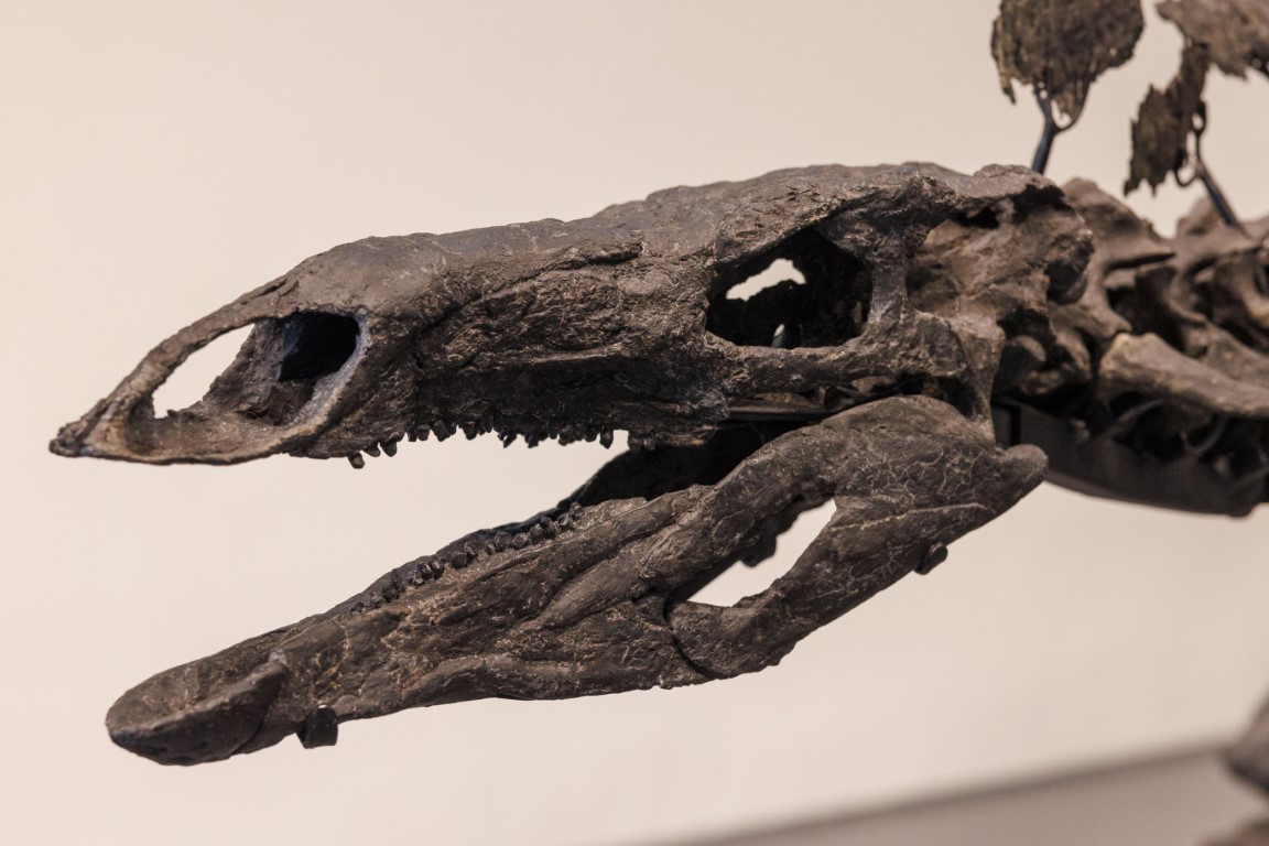 Dinozor iskeleti milyon dolarlık rekor fiyata satıldı