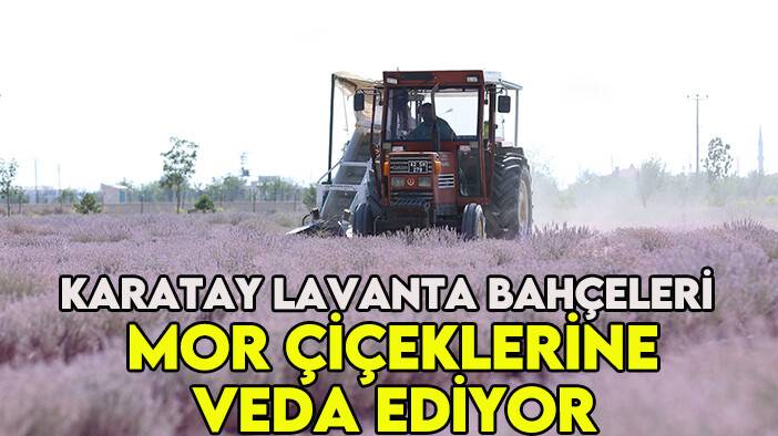 Karatay lavanta bahçeleri mor çiçeklerine veda ediyor