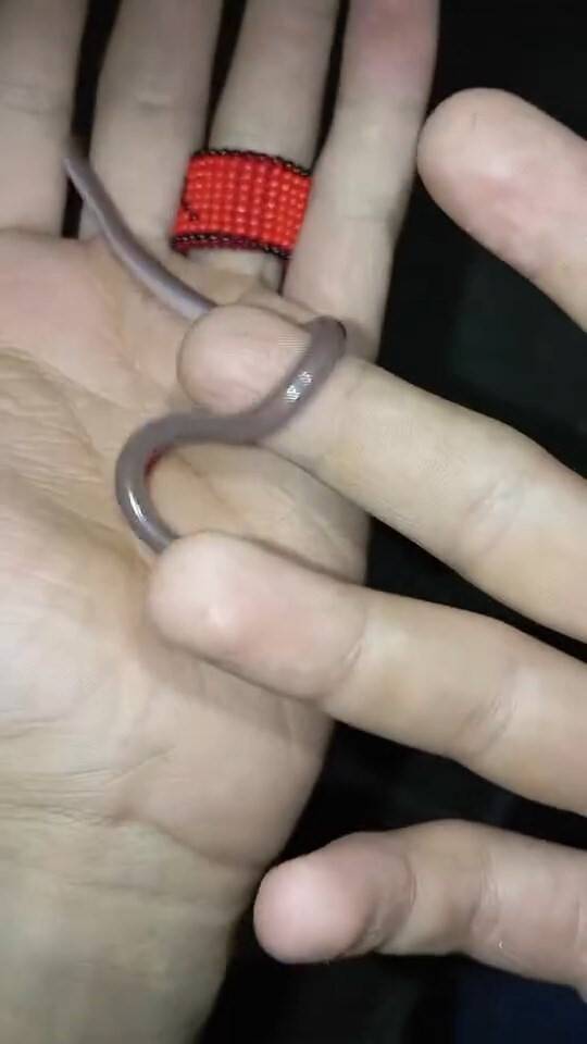 Yerde buldukları yavru yılanı ellerine alıp oynadılar