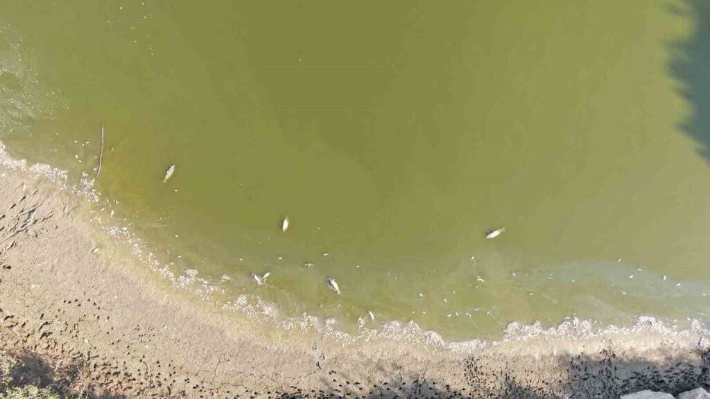 Kuraklık göletleri vurdu, yüzlerce balık telef oldu