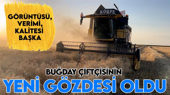 Buğday çiftçisinin yeni gözdesi oldu: Görüntüsü, verimi, kalitesi başka
