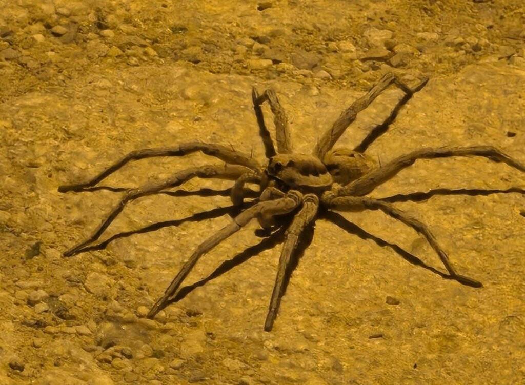 Zoropsis familyasına ait 8 bacaklı böcek Hakkari'de görüntülendi