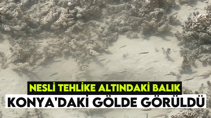 Nesli tehlike altındaki balık Konya'daki gölde görüldü