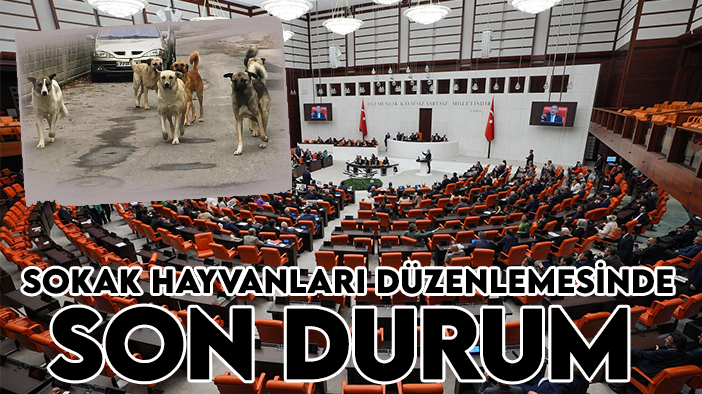 Sokak hayvanları düzenlemesinde son durum: İlk 5 madde kabul edildi!