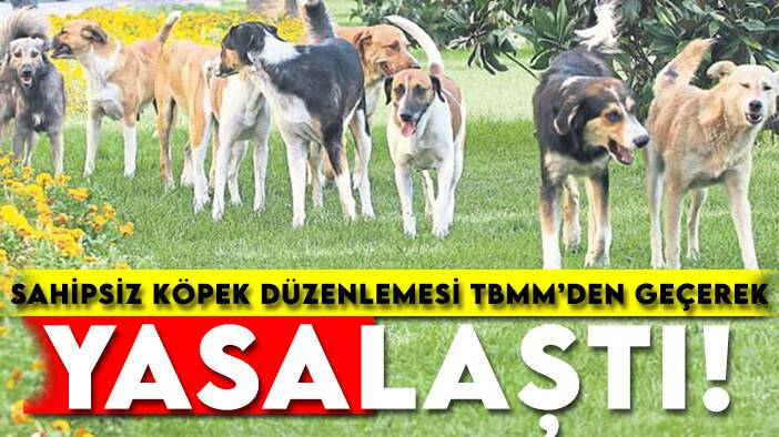 Sahipsiz köpek düzenlemesi TBMM'den geçerek yasalaştı!