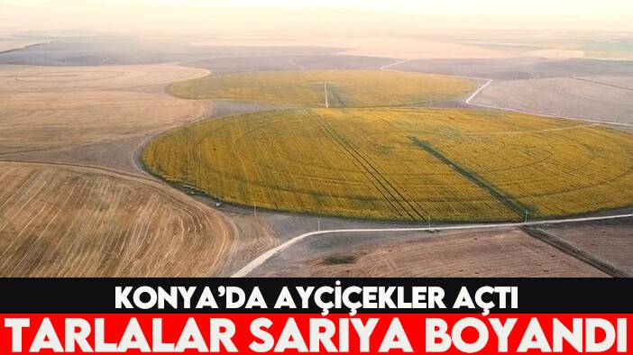 Konya'da ayçiçekler açtı tarlalar sarıya boyandı