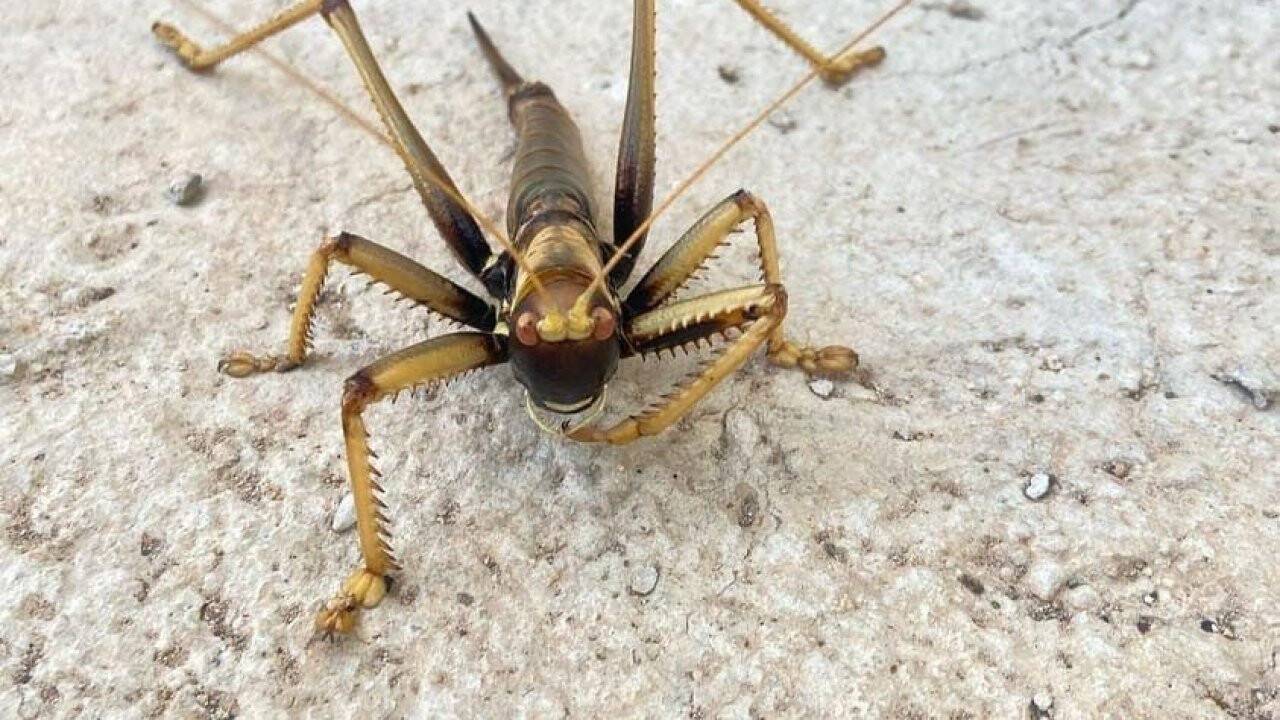 Mardin'de görüntülendi: Dev etçil çekirge