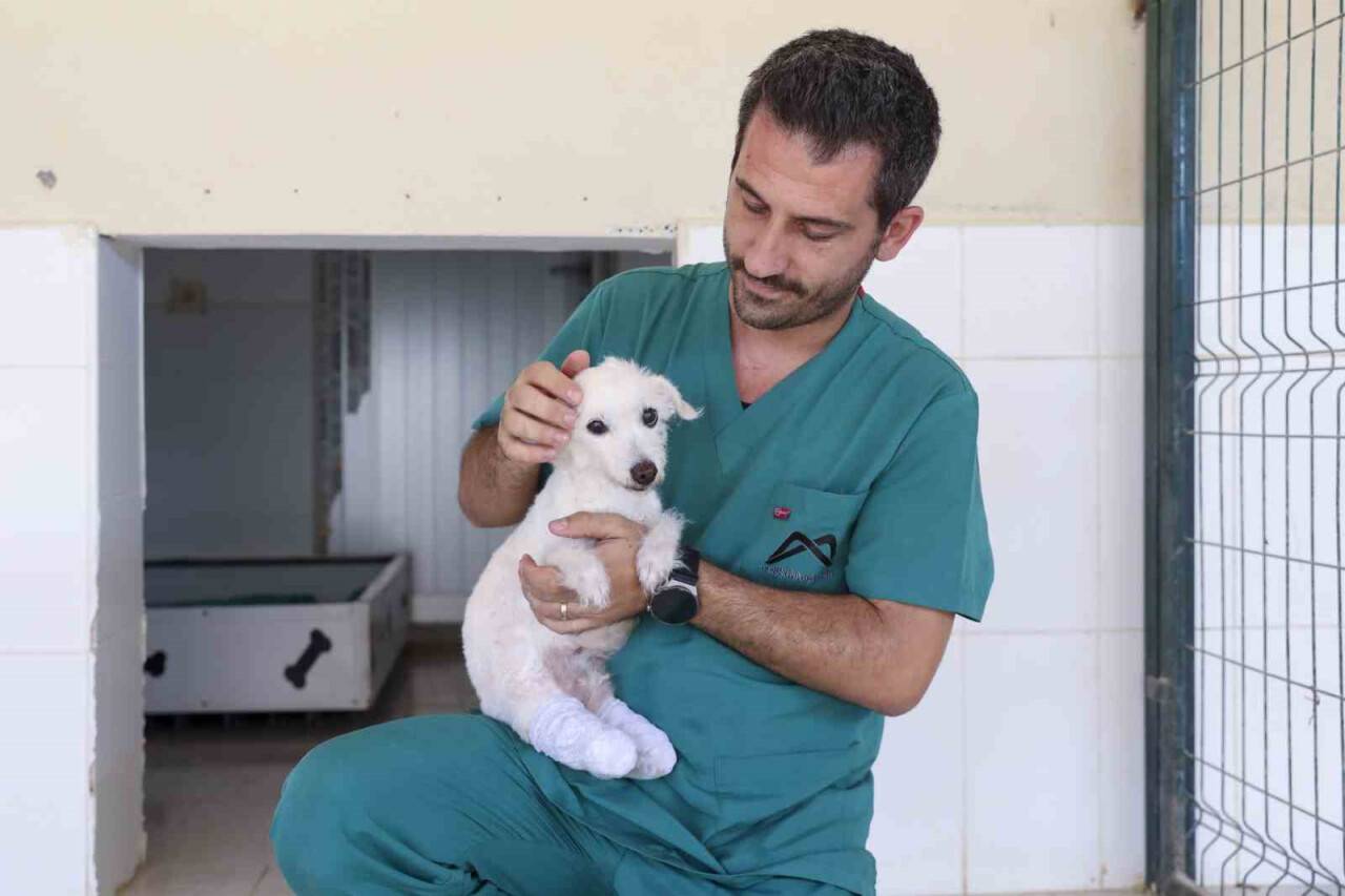 Ayakları kesilen köpek sağlığına kavuştu