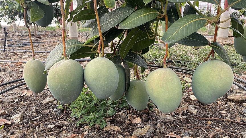 Tropik meyve mangonun vücuda yararları