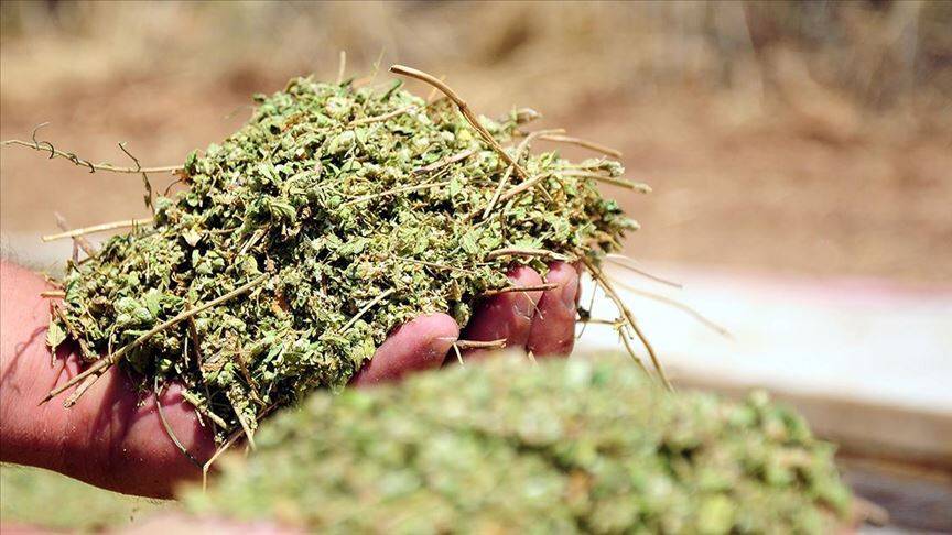 Mis kokulu kekiğin faydaları nelerdir?