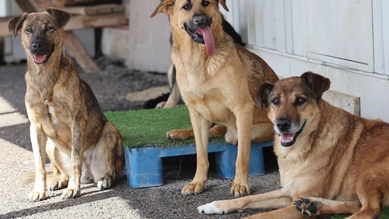 Barış Bektaş: "Sokak köpeklerinin uyutulmasına karşıyız"