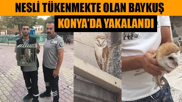 Nesli tükenmekte olan baykuş Konya'da yakalandı
