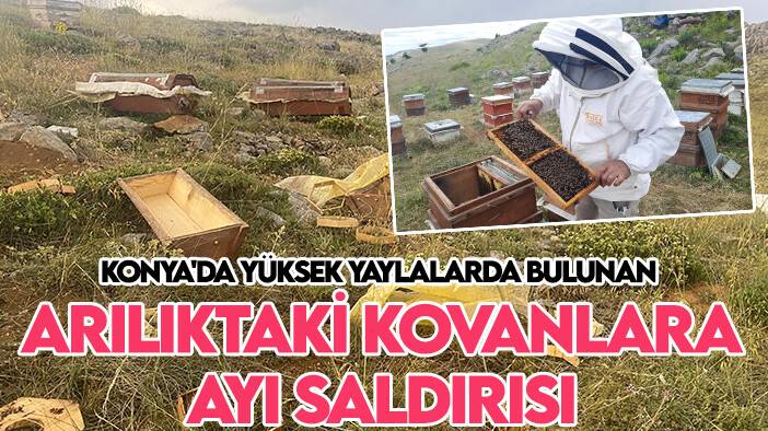 Konya'da yüksek yaylalarda bulunan arılıktaki kovanlara ayı saldırısı
