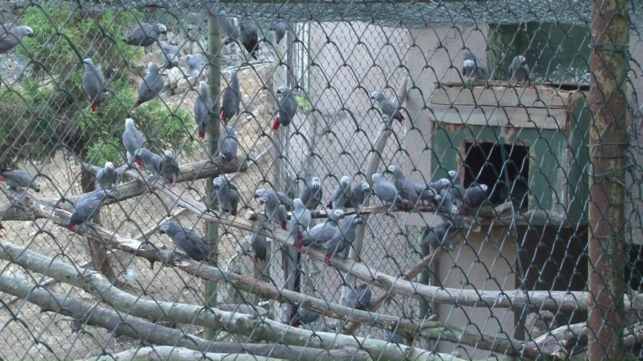 Ülkeden çıkışı yasak: Yüzlercesi ele geçirildi