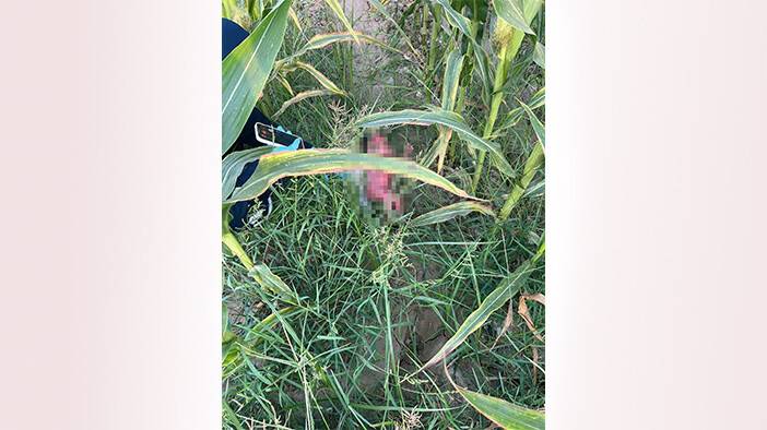 Mısır tarlasında bulundu: Göbek bağı hala üzerinde