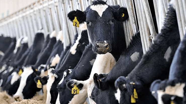 Kesimhanelere kamera zorunluluğu getiriliyor