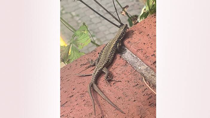 Çift kuyruklu kertenkele