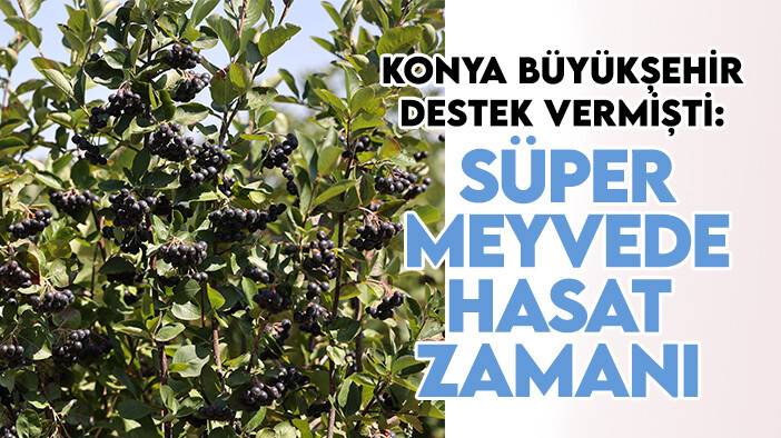 Konya Büyükşehir destek vermişti: Süper meyvede hasat zamanı